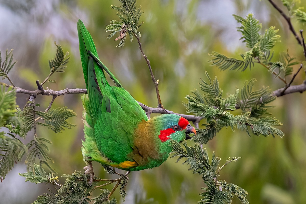 Musk Lorikeet - ML639355019