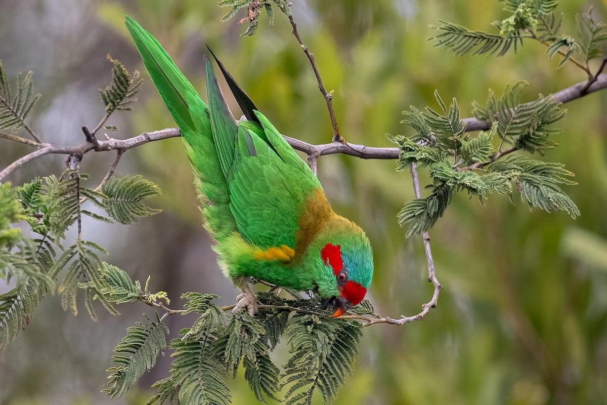 Musk Lorikeet - ML639355020