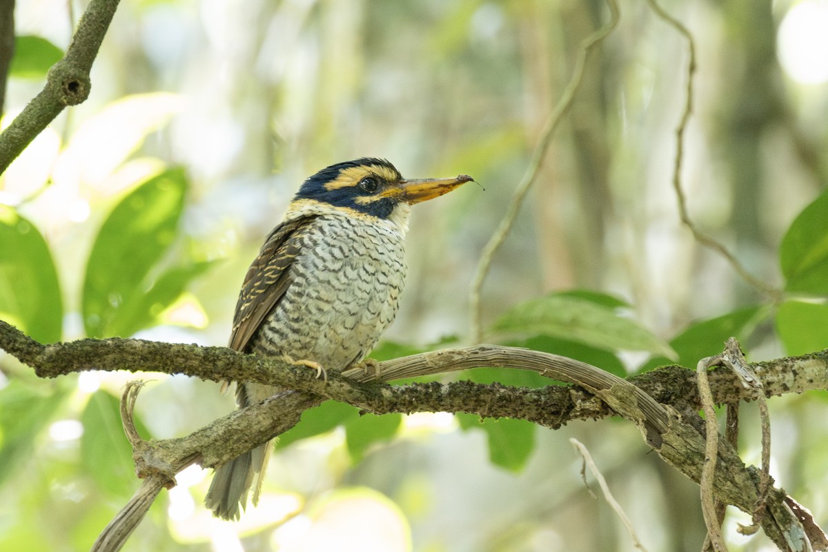 Scaly-breasted Kingfisher - ML639355096