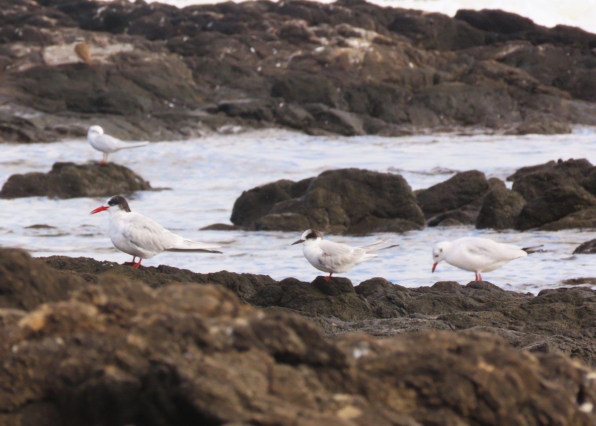 Arctic Tern - ML639355111