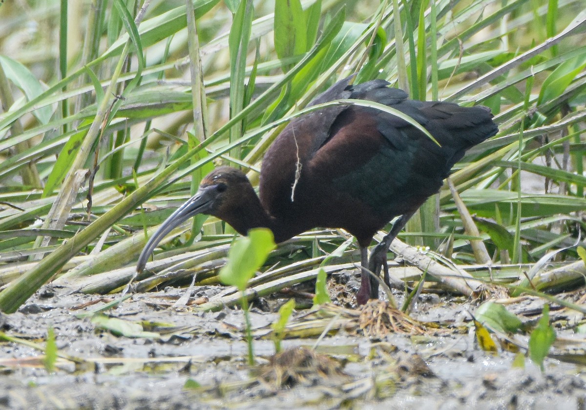 Glossy x White-faced Ibis (hybrid) - ML639355117