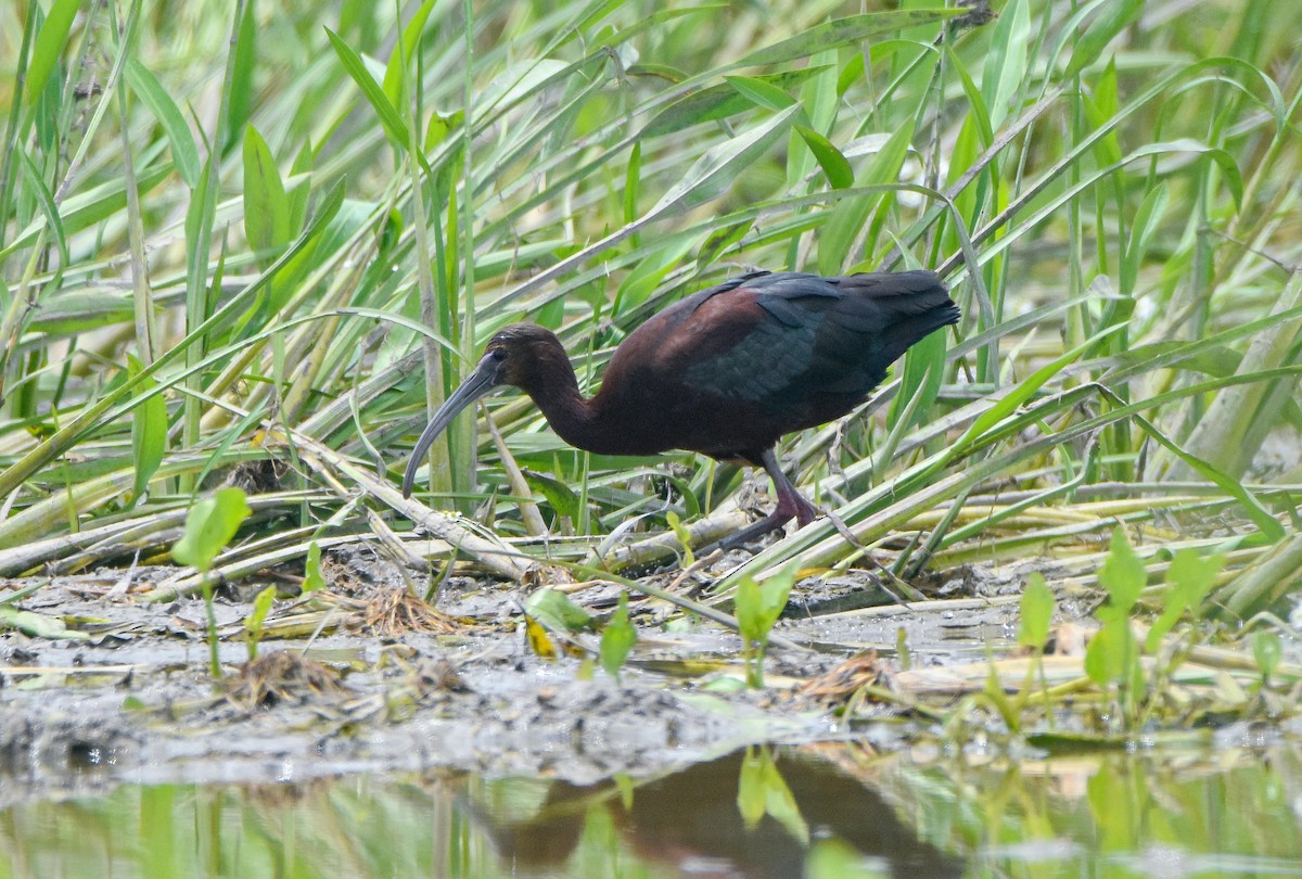 Glossy x White-faced Ibis (hybrid) - ML639355119