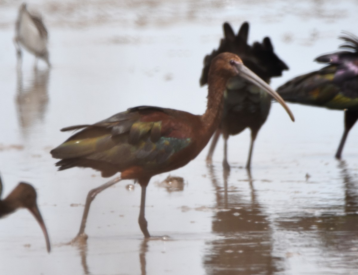 Glossy x White-faced Ibis (hybrid) - ML639355121