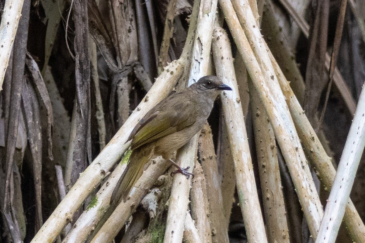 Olive-winged Bulbul - ML639355232
