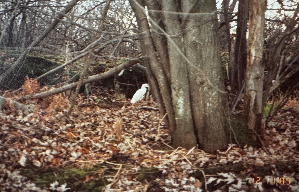 Snowy Egret - ML639355233