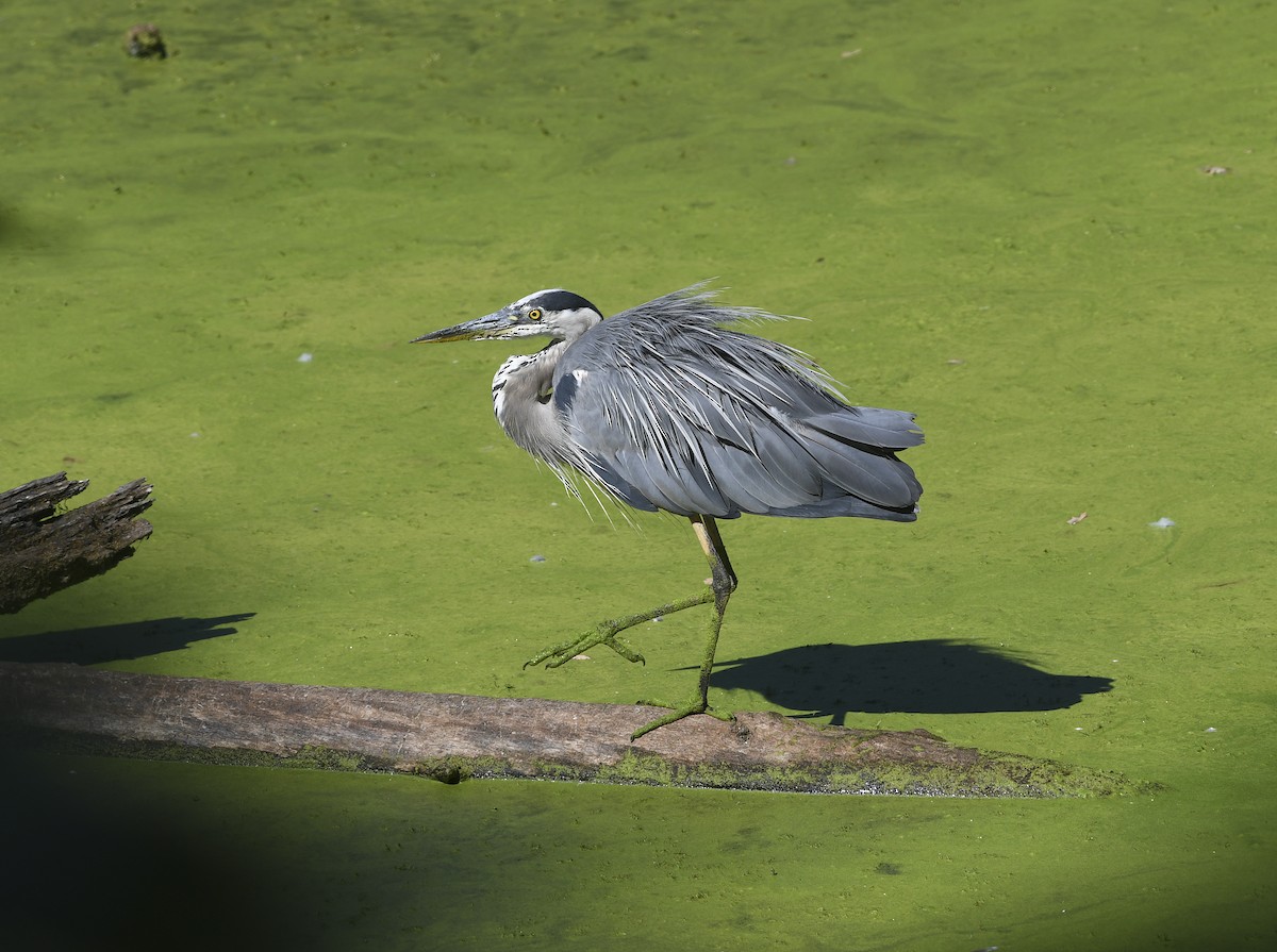 Great Blue Heron - ML639355272