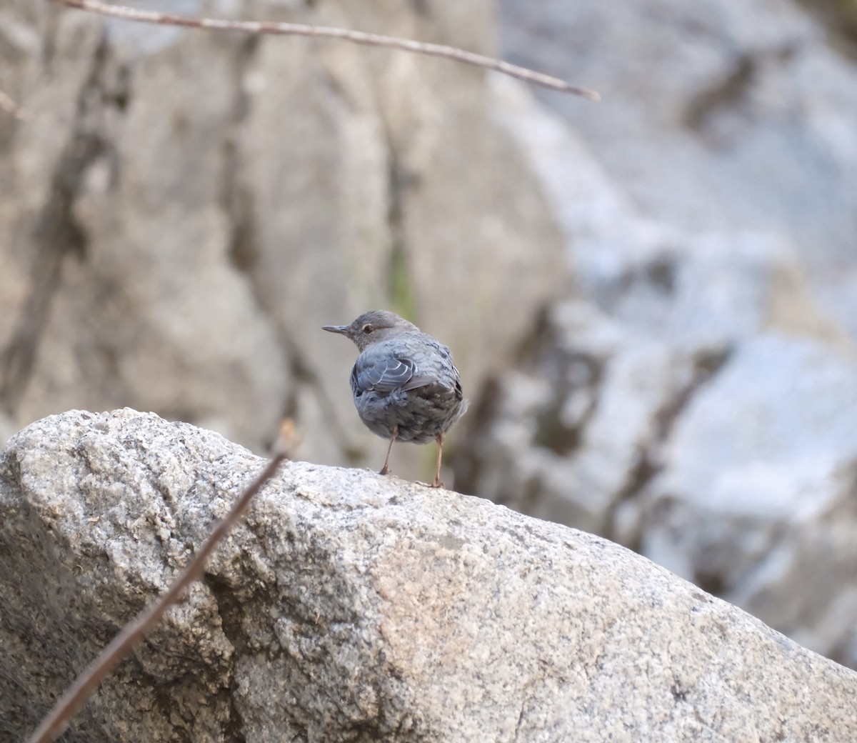 American Dipper - ML639355277