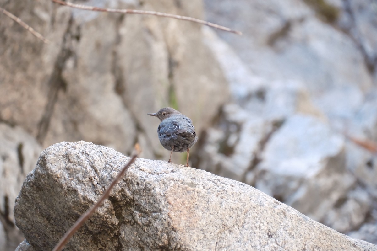 American Dipper - ML639355278