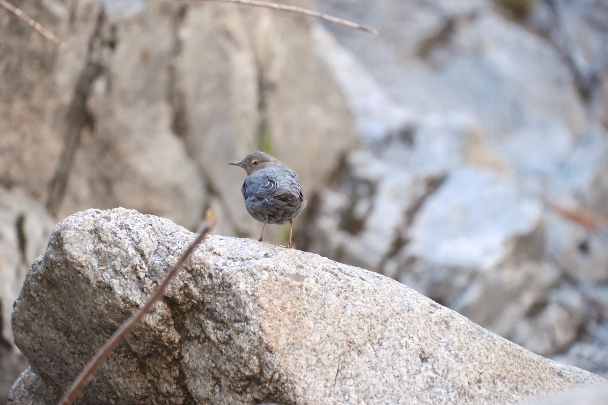 American Dipper - ML639355279