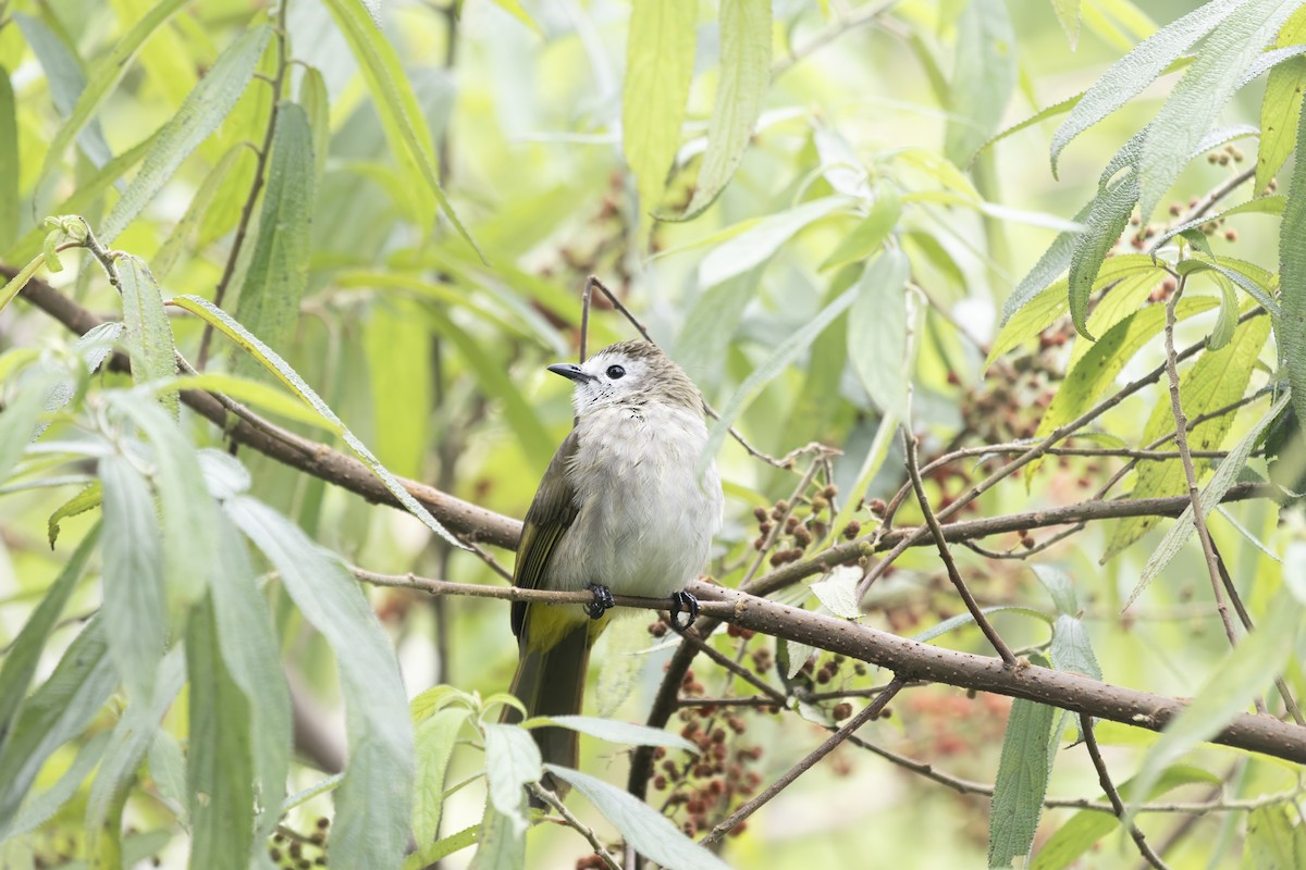 Bulbul à face pâle - ML639355282