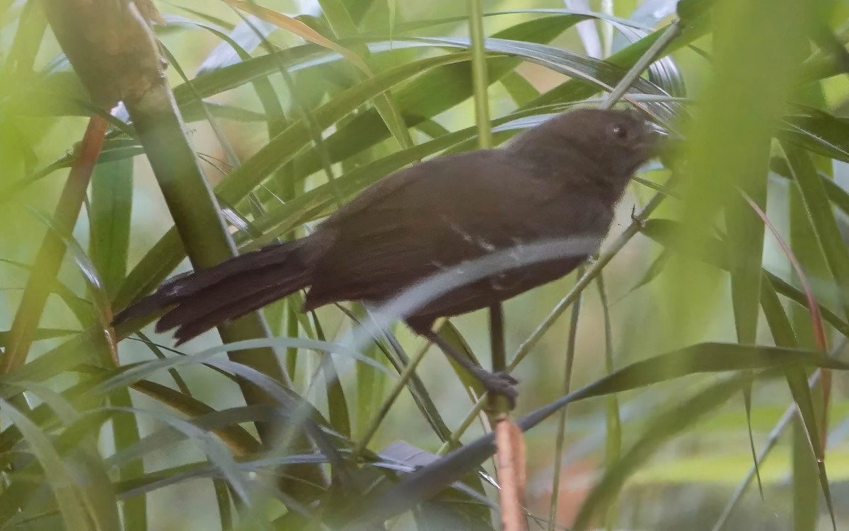 Manu Antbird - ML639355310