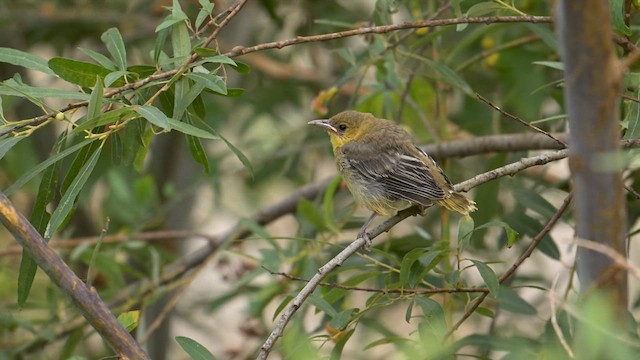 Hooded Oriole - ML639355376