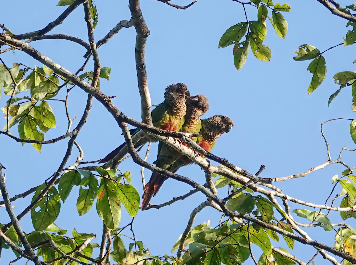 Bonaparte's Parakeet - ML639355414