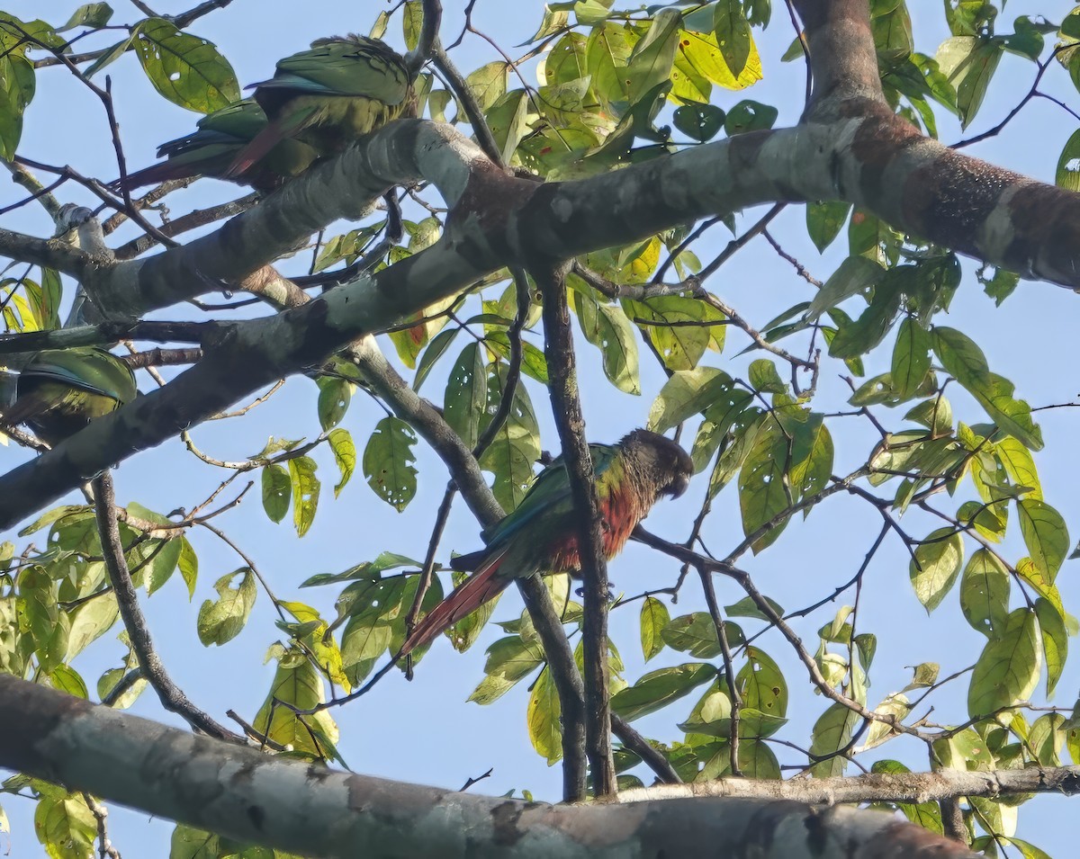 Bonaparte's Parakeet - ML639355415