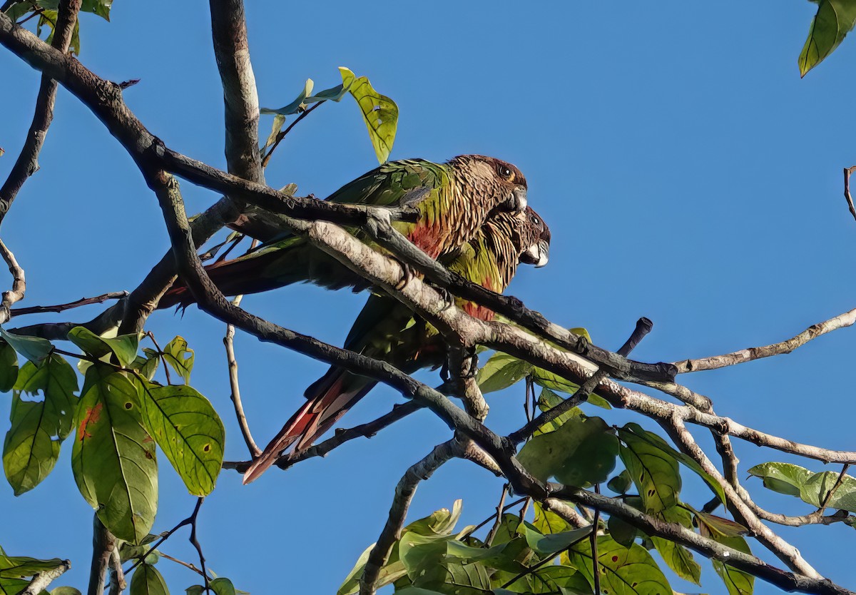 Bonaparte's Parakeet - ML639355416