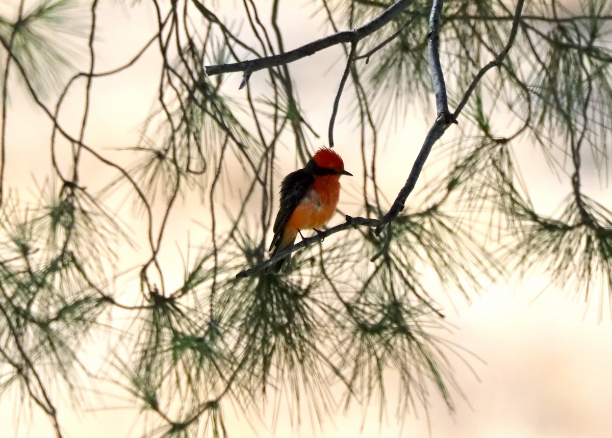 Vermilion Flycatcher - ML639355453