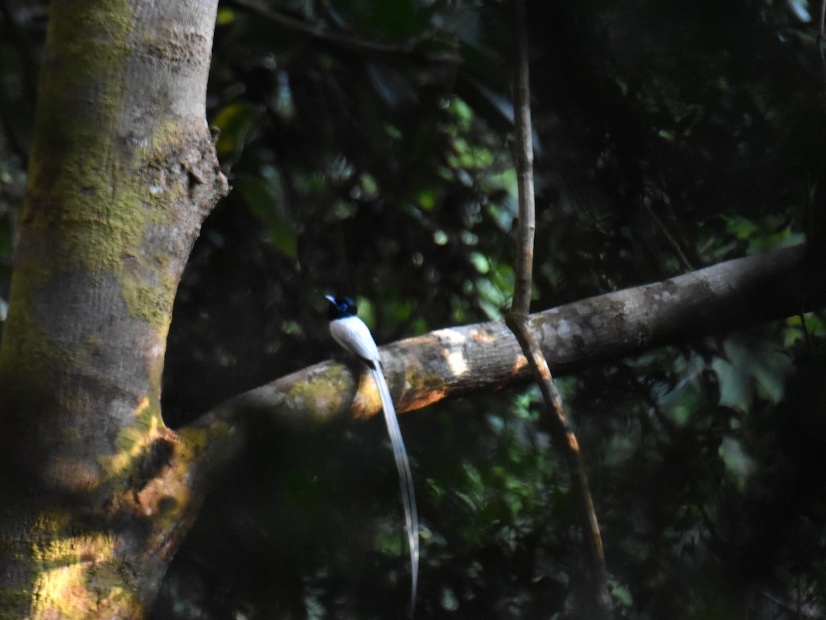Blyth's Paradise-Flycatcher - ML639355490