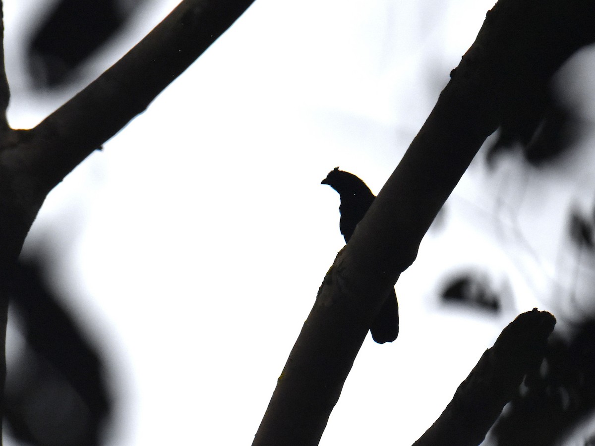 Bornean Black Magpie - ML639355496