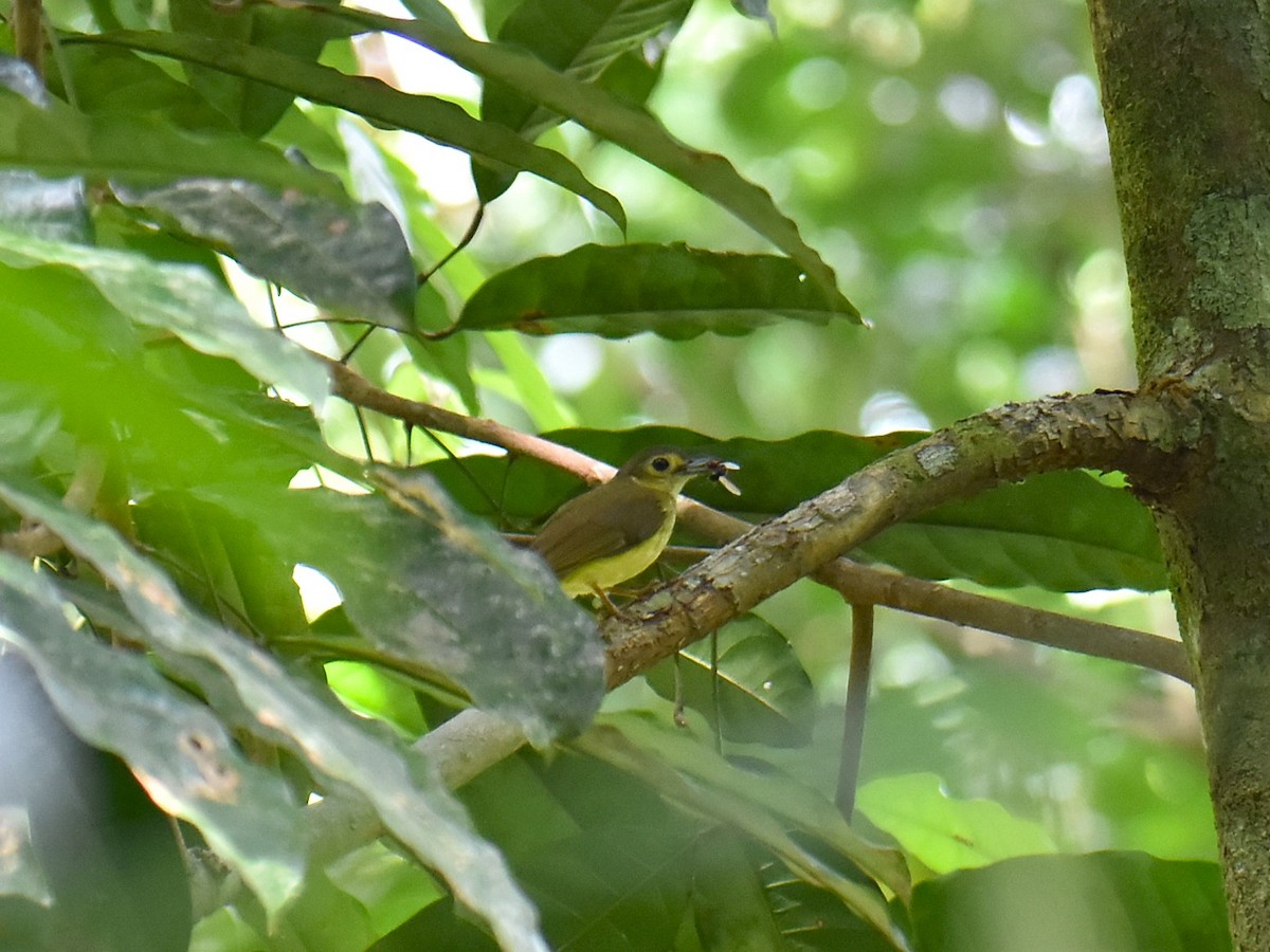 Hairy-backed Bulbul - ML639355508