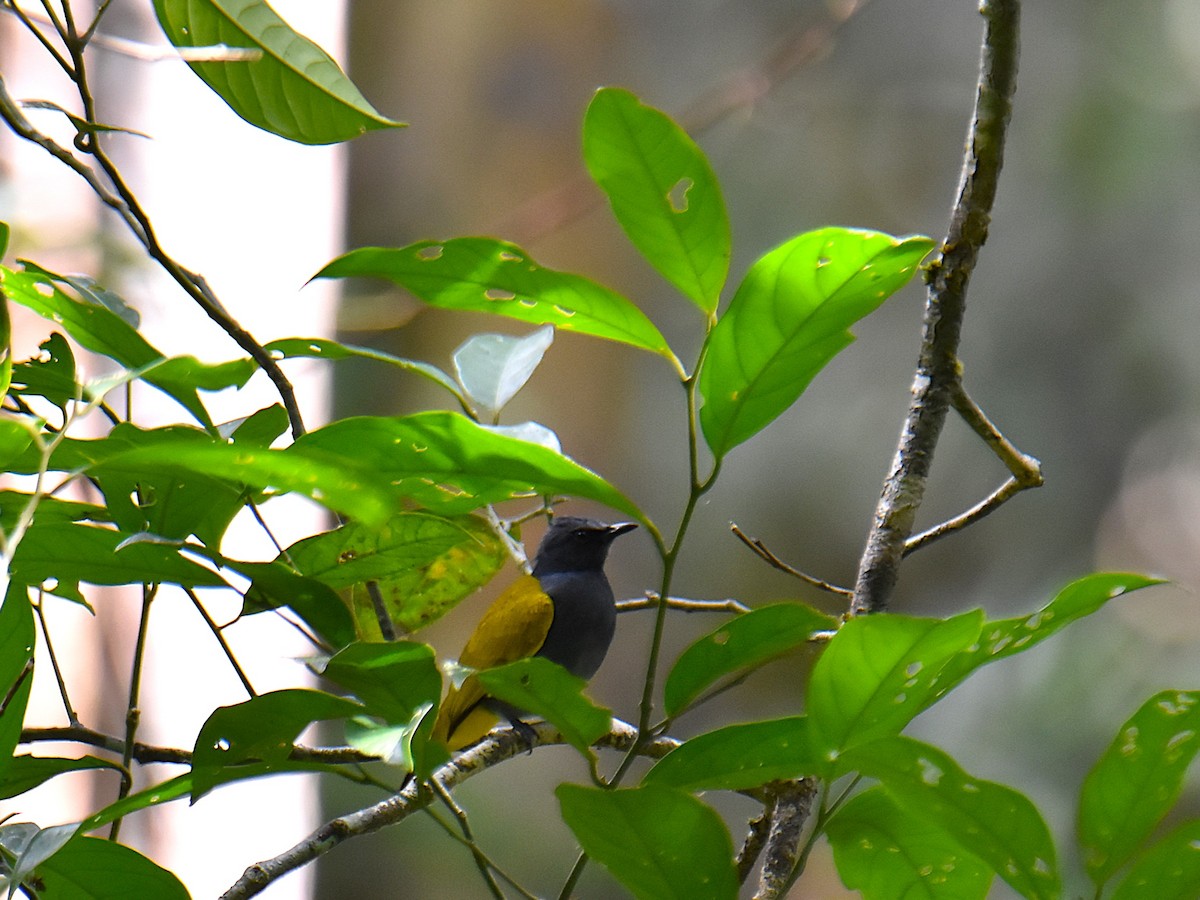 Gray-bellied Bulbul - ML639355511