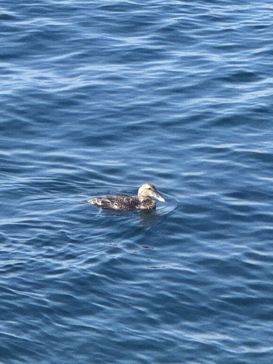 Common Eider - ML639355529