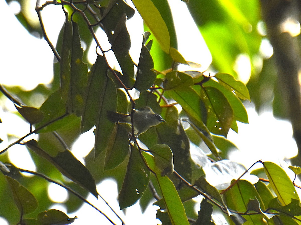 Plain Sunbird - ML639355530