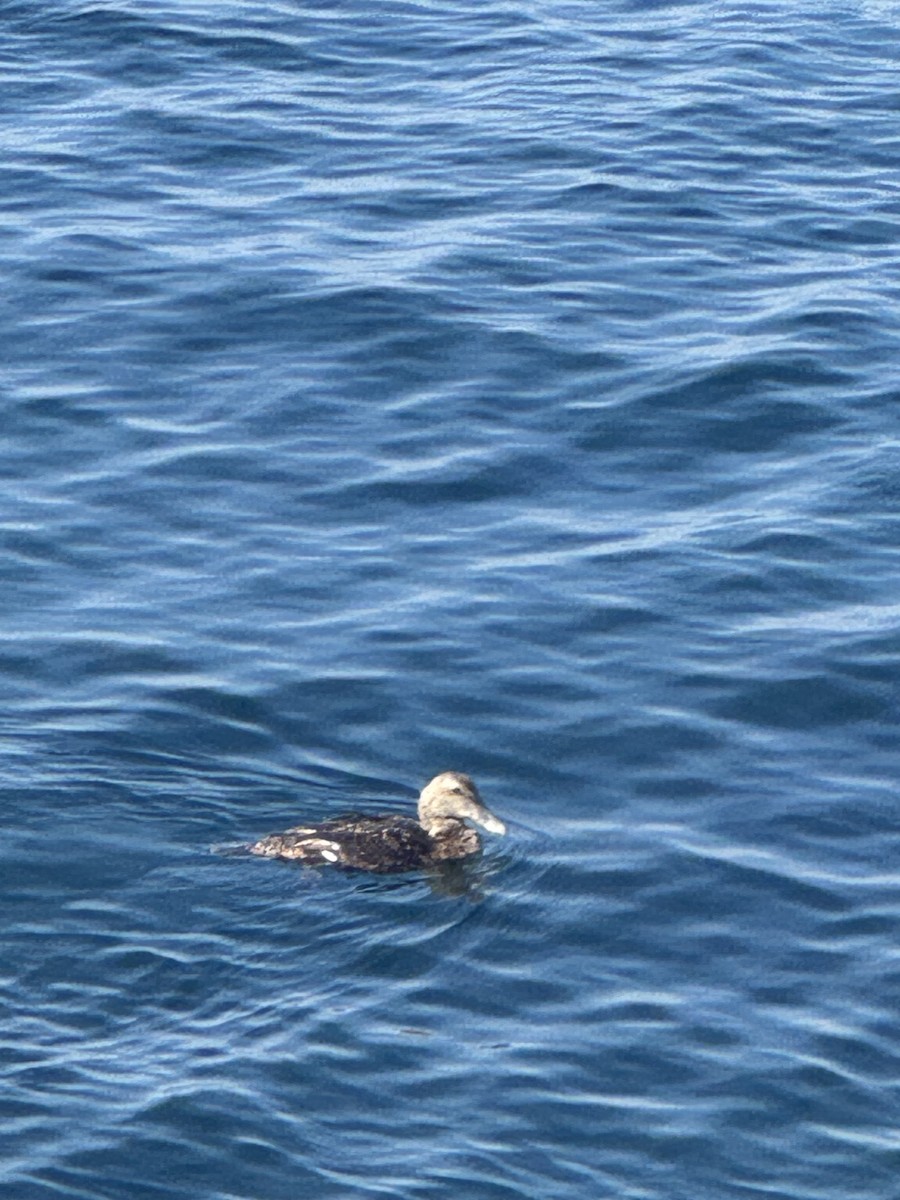 Common Eider - ML639355531