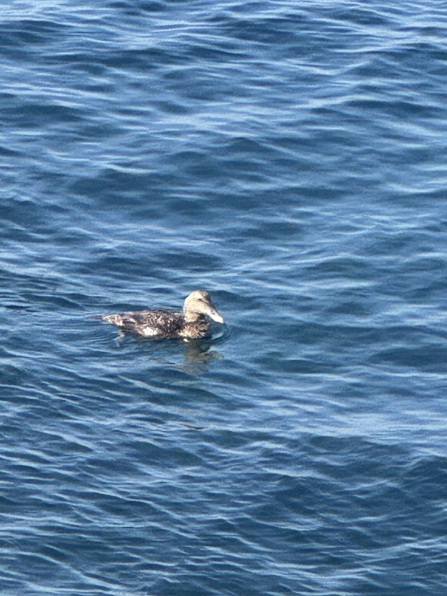 Common Eider - ML639355532