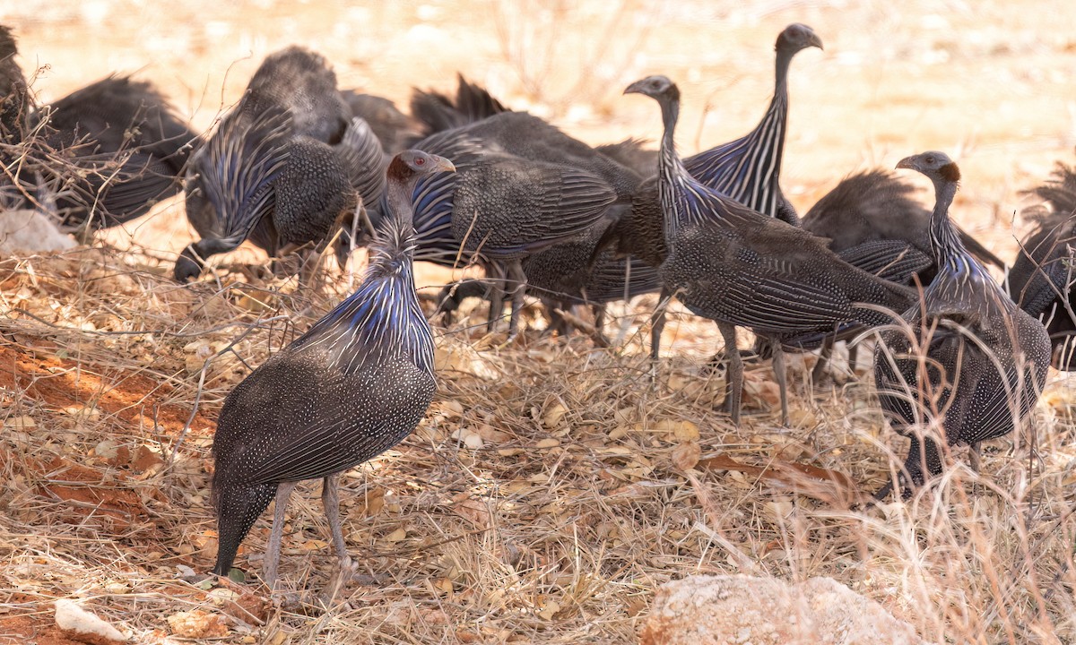 フサホロホロチョウ - ML639355540