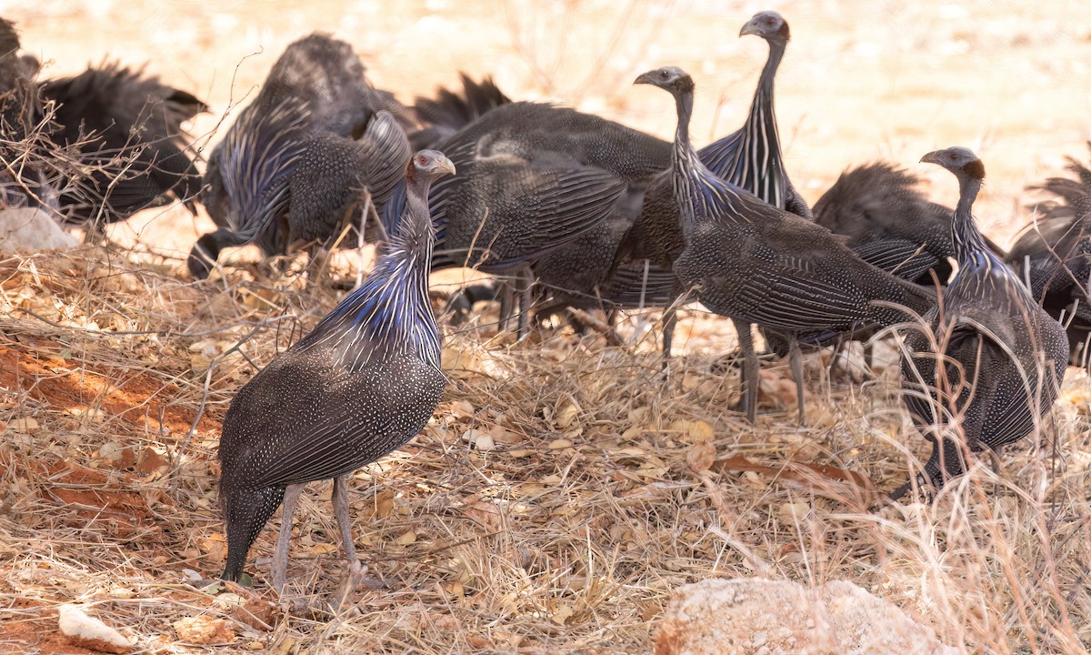 フサホロホロチョウ - ML639355541