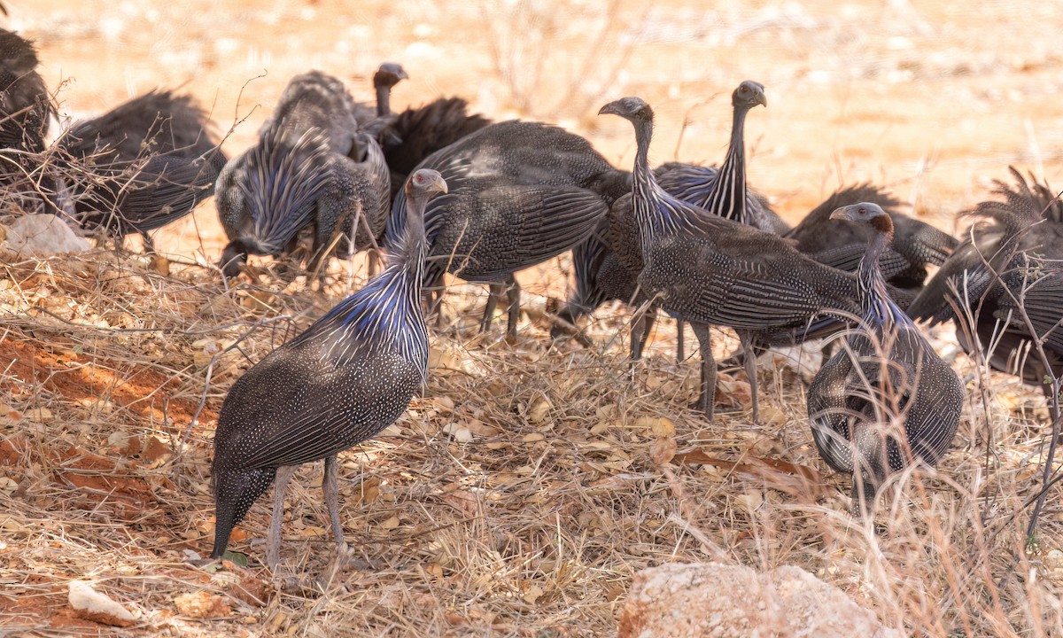 フサホロホロチョウ - ML639355542