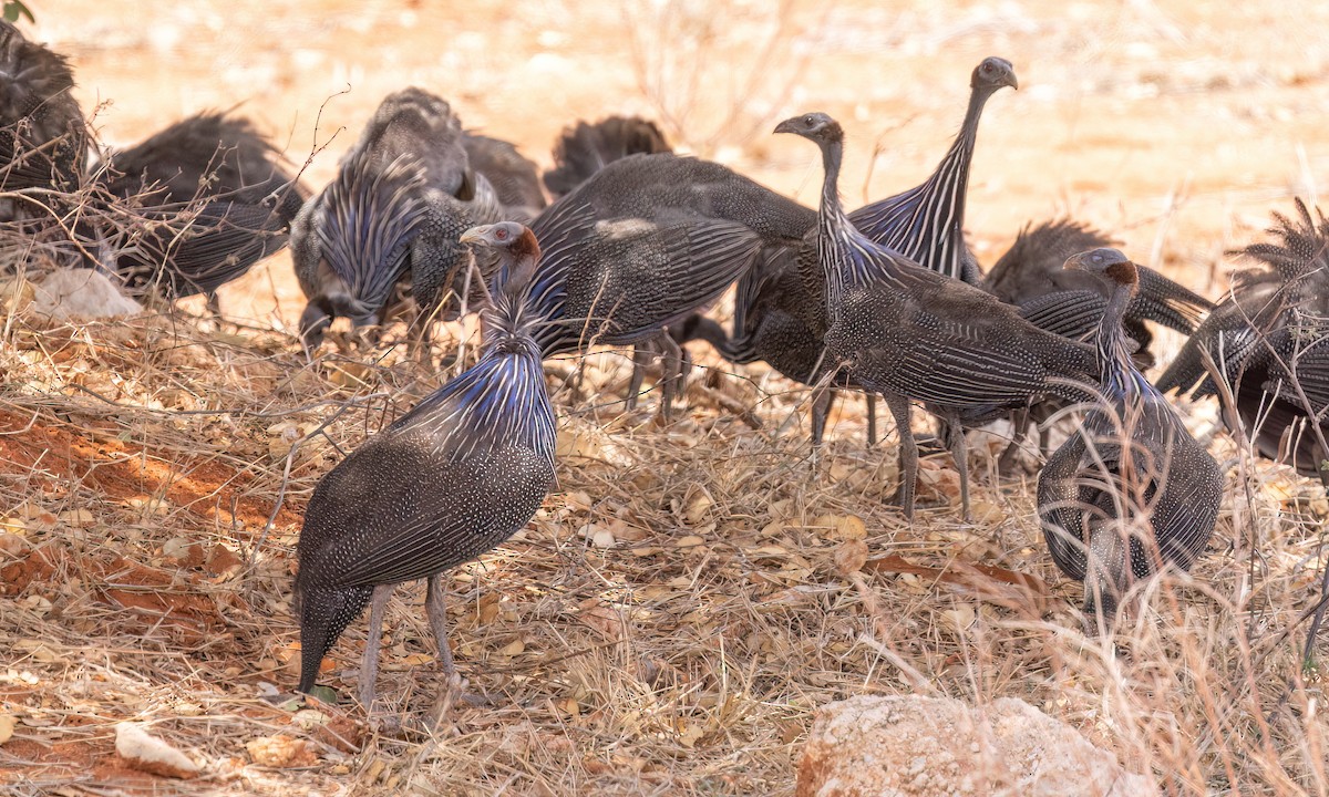フサホロホロチョウ - ML639355545