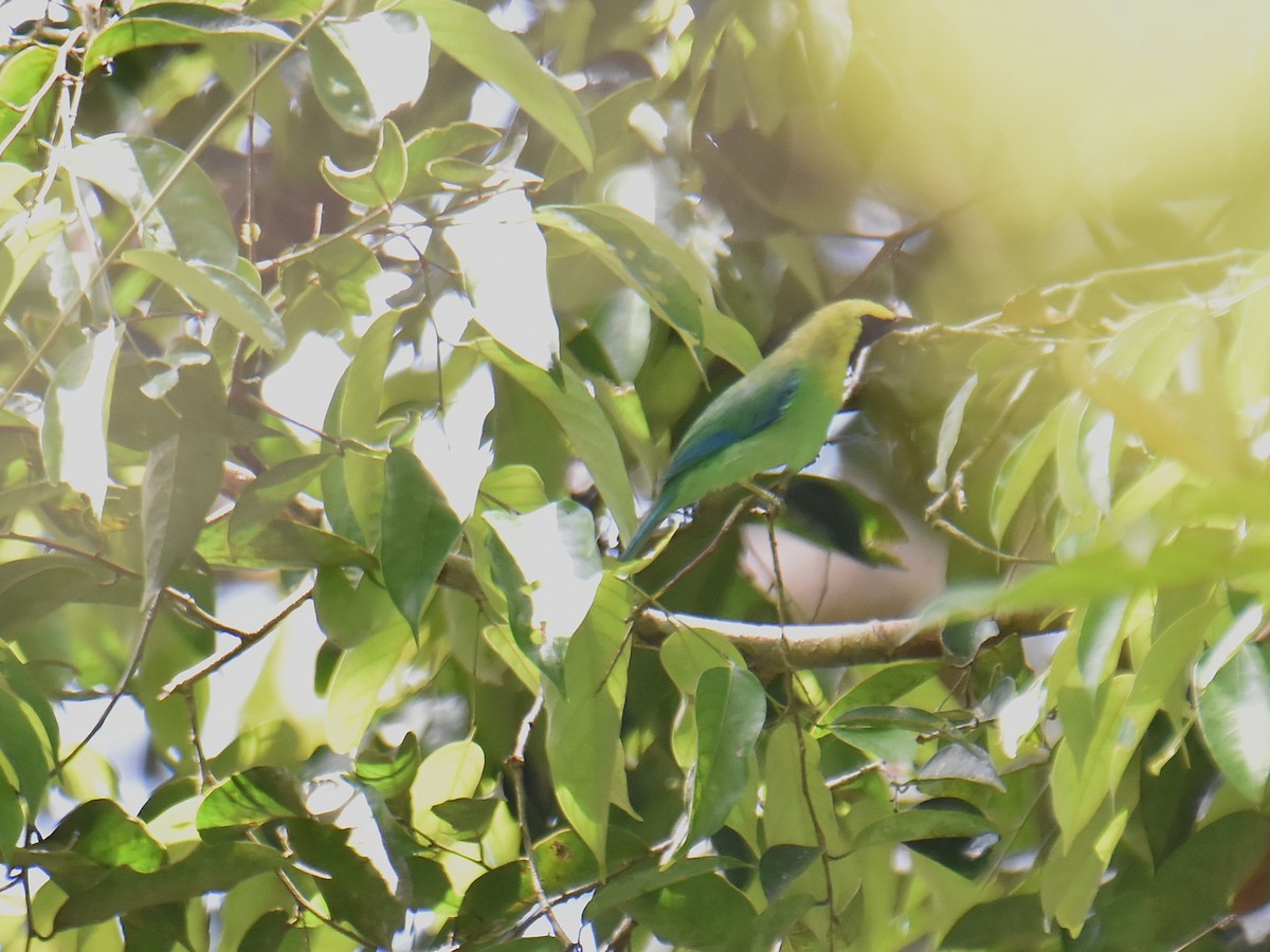 Blue-winged Leafbird - ML639355548