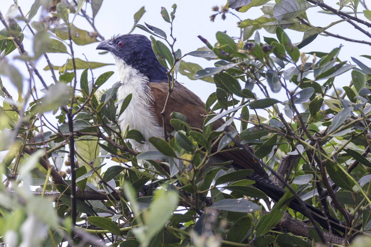 Burchell's Coucal - ML639355701