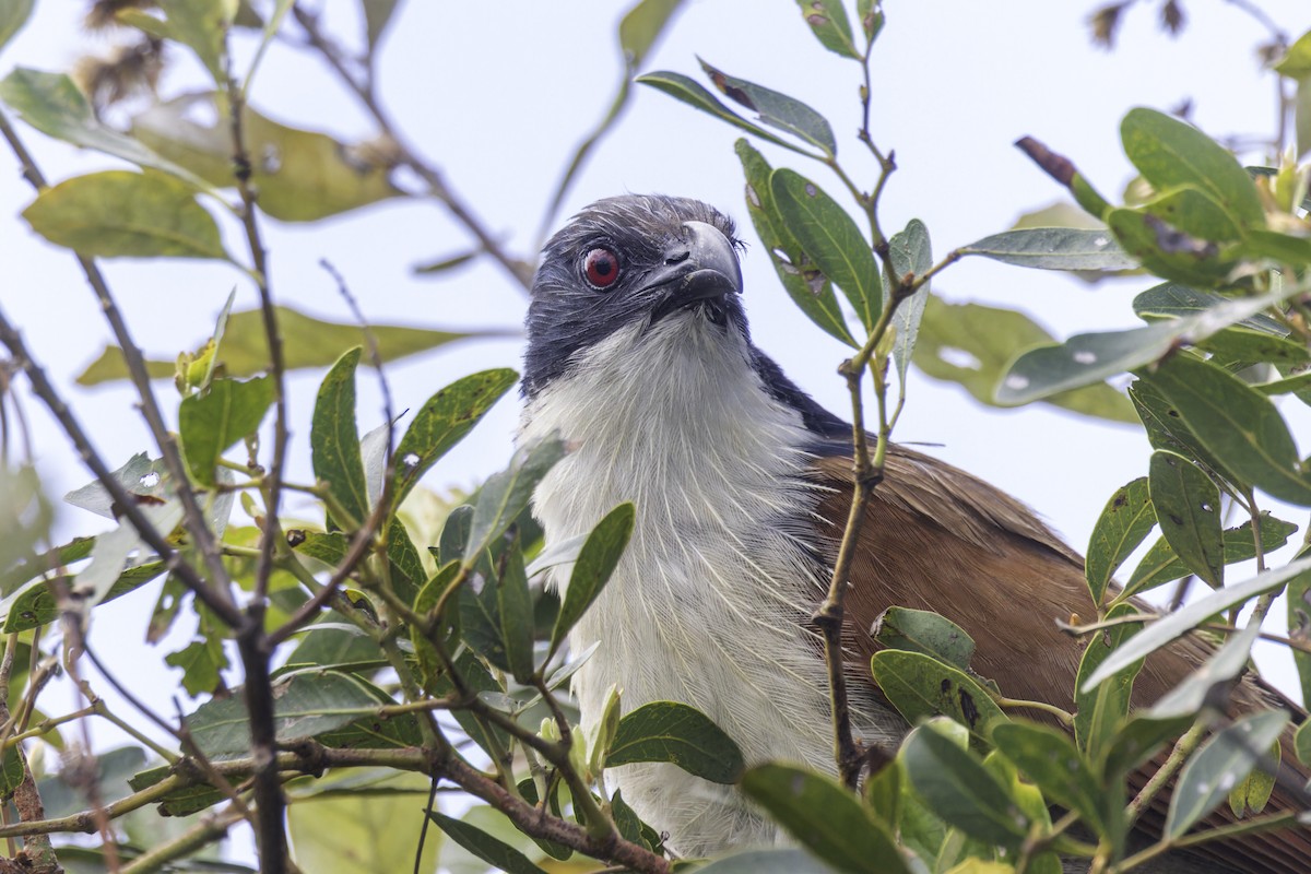 Burchell's Coucal - ML639355702