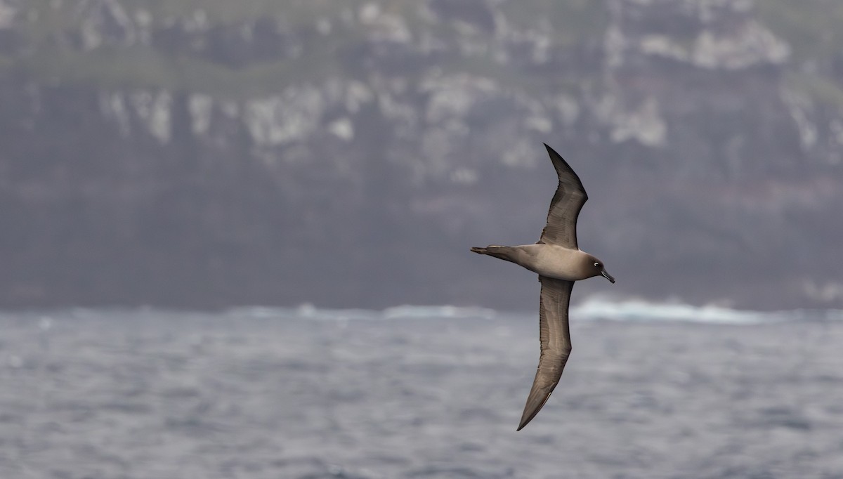 Light-mantled Albatross - ML639355733