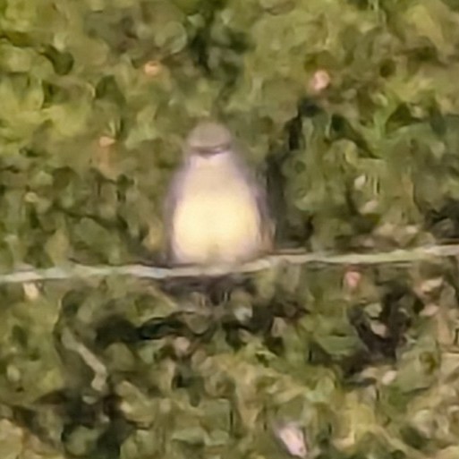 Western Kingbird - ML639355745