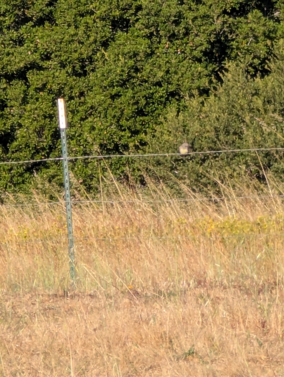 Western Kingbird - ML639355746