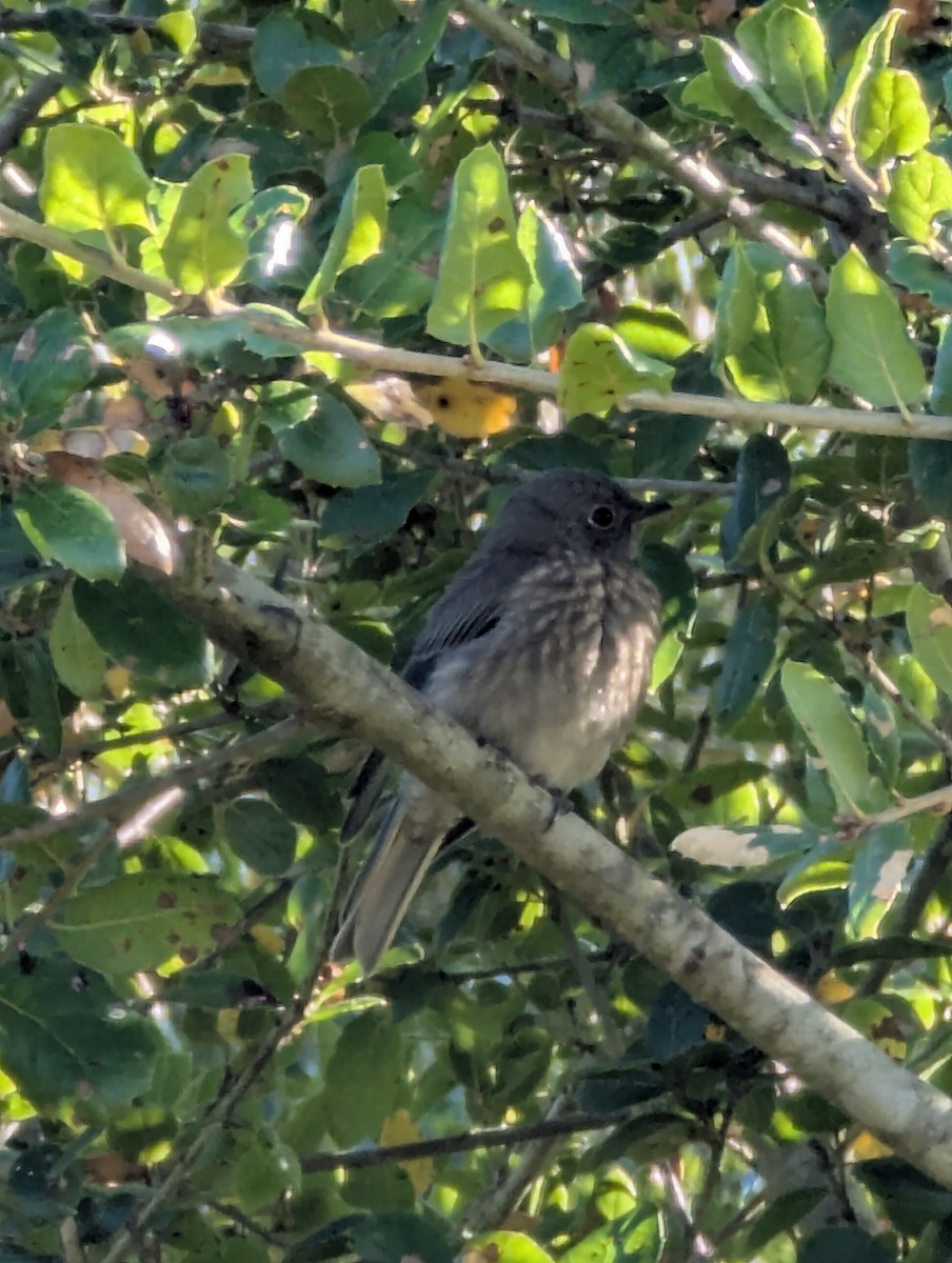 Western Bluebird - ML639355758