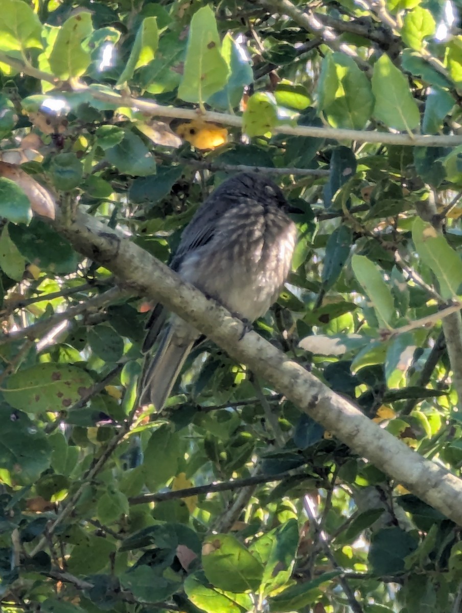 Western Bluebird - ML639355759