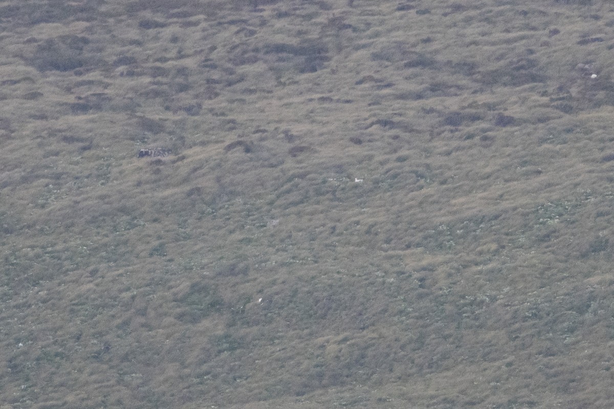 large albatross sp. - ML639355783