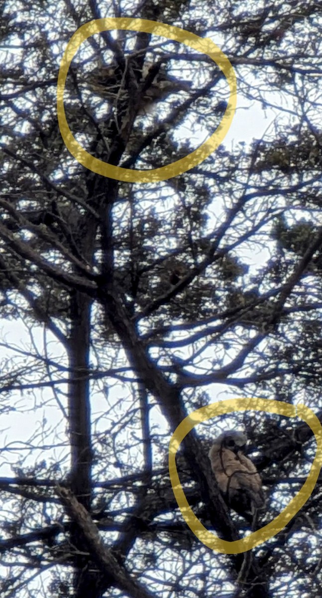 Great Horned Owl - ML639355788