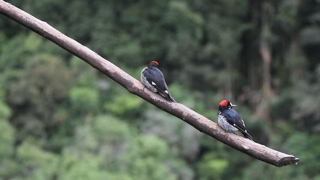 Acorn Woodpecker - ML639355842