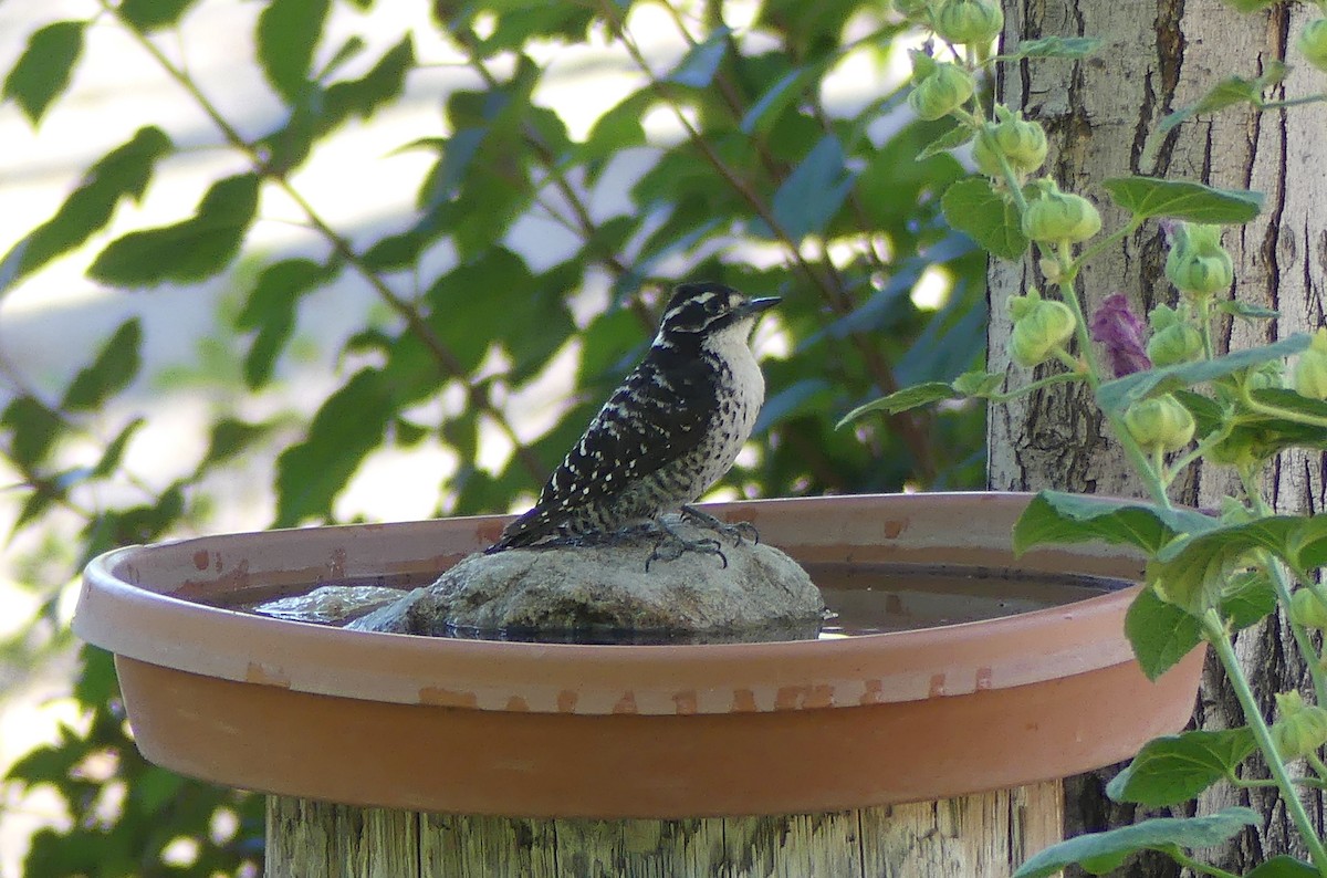 Nuttall's Woodpecker - ML639355944