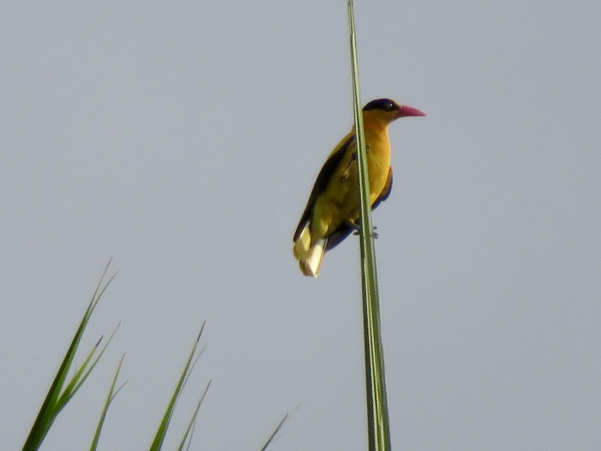 Black-naped Oriole - ML639355949