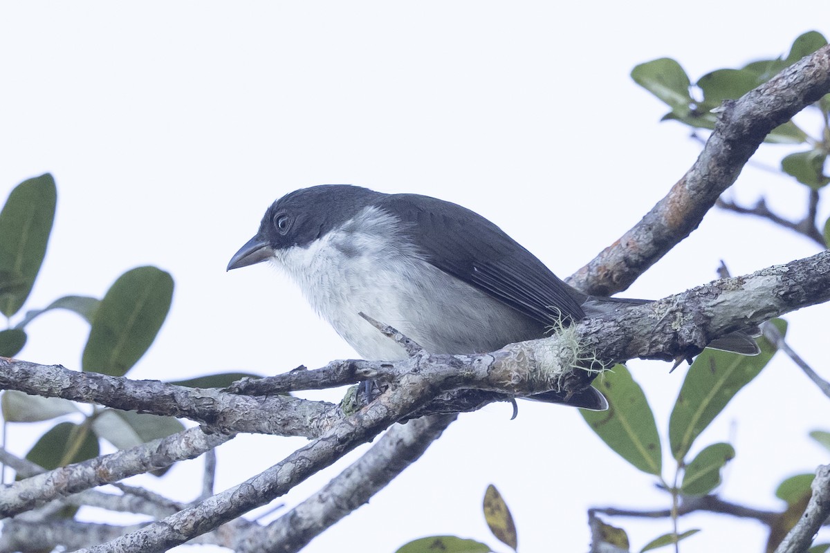 Puerto Rican Tanager - ML639355981