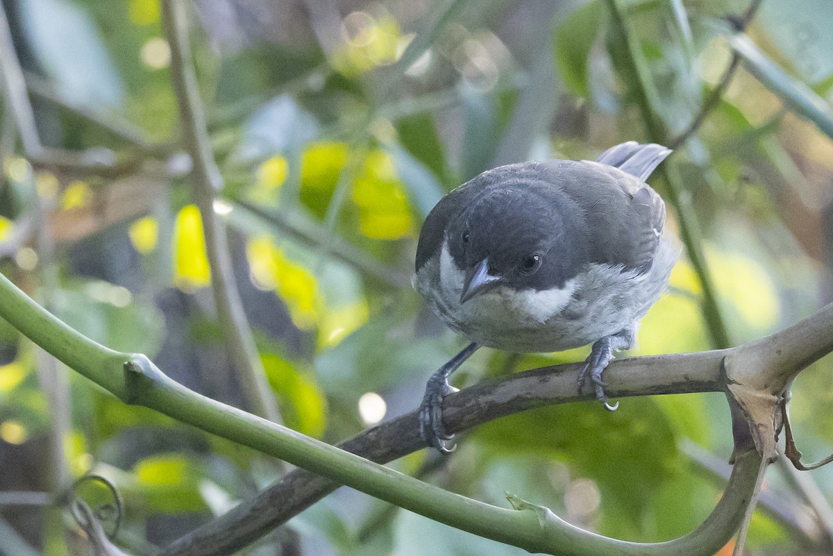 Puerto Rican Tanager - ML639355985