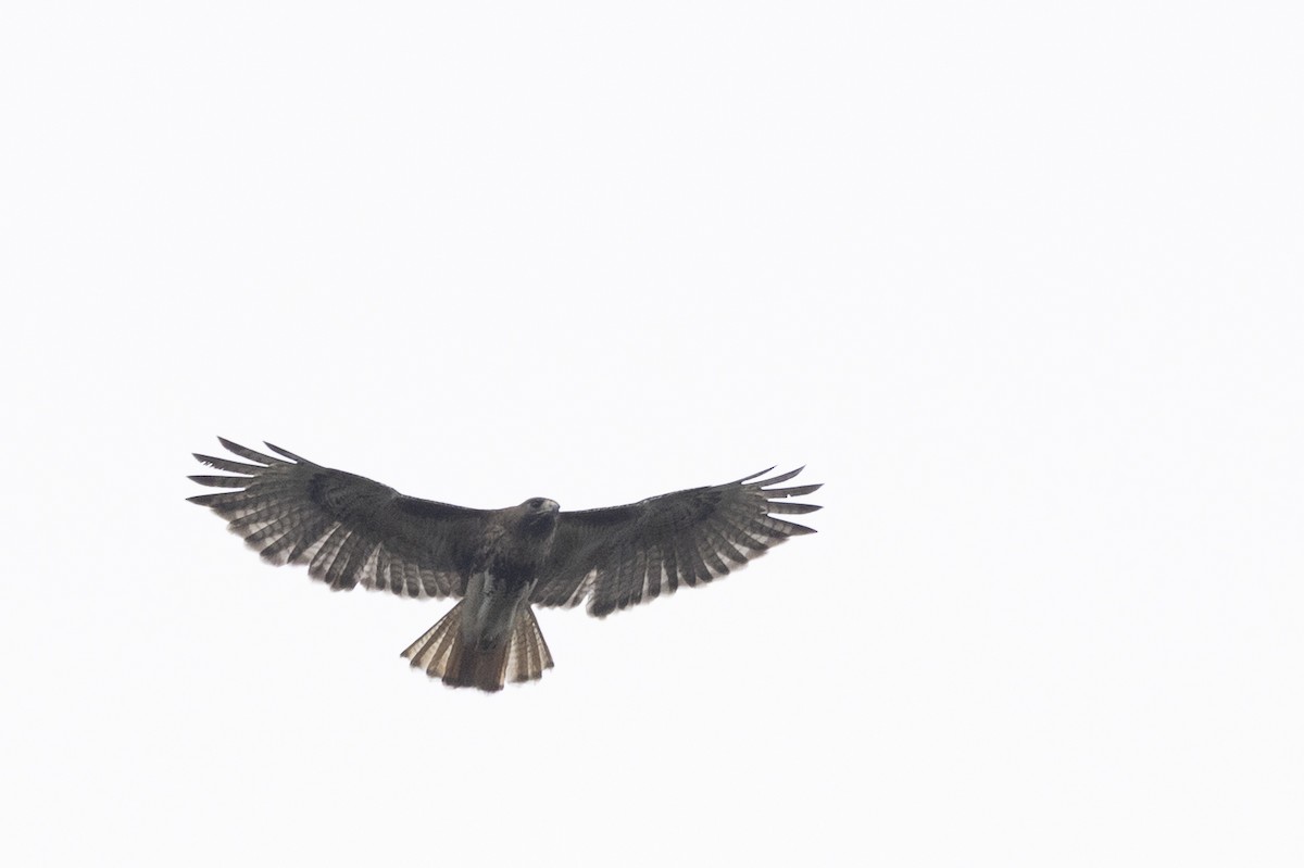 Red-tailed Hawk (jamaicensis) - ML639356020