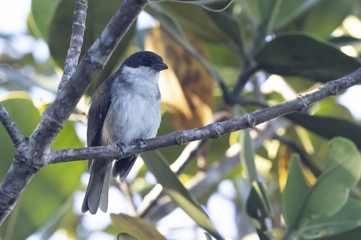 Puerto Rican Tanager - ML639356031