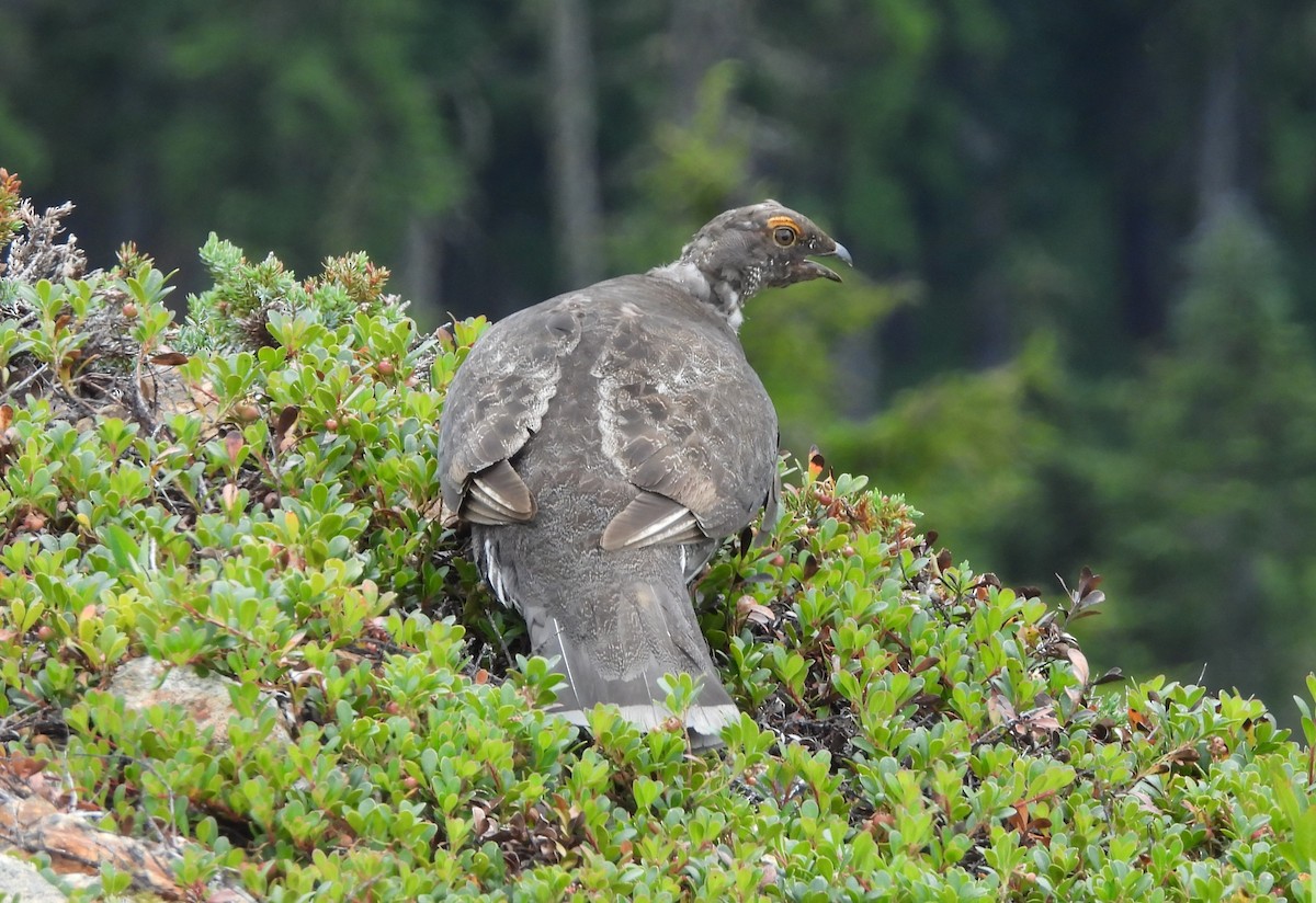 Sooty Grouse - ML639356035